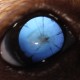 Persistance de membrane pupillaire chez un jeune Corgi Pembroke