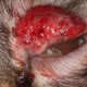 Carcinome épidermoïde palpébral chez un chat