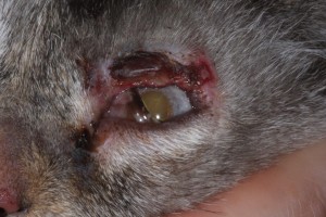 carcinome épidermoïde chat