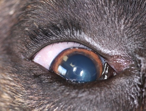 Distichiasis chien michaud vétérinaire ophtalmo