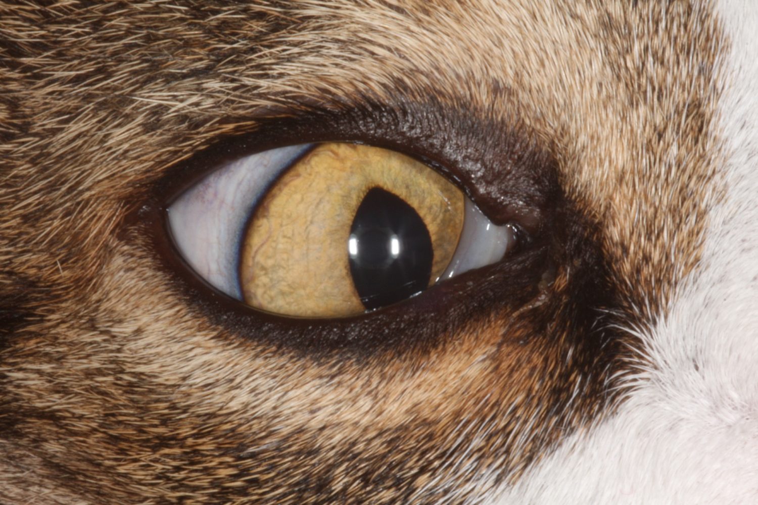 Anisocorie chez un chat atteint de Leucose Vision Animale