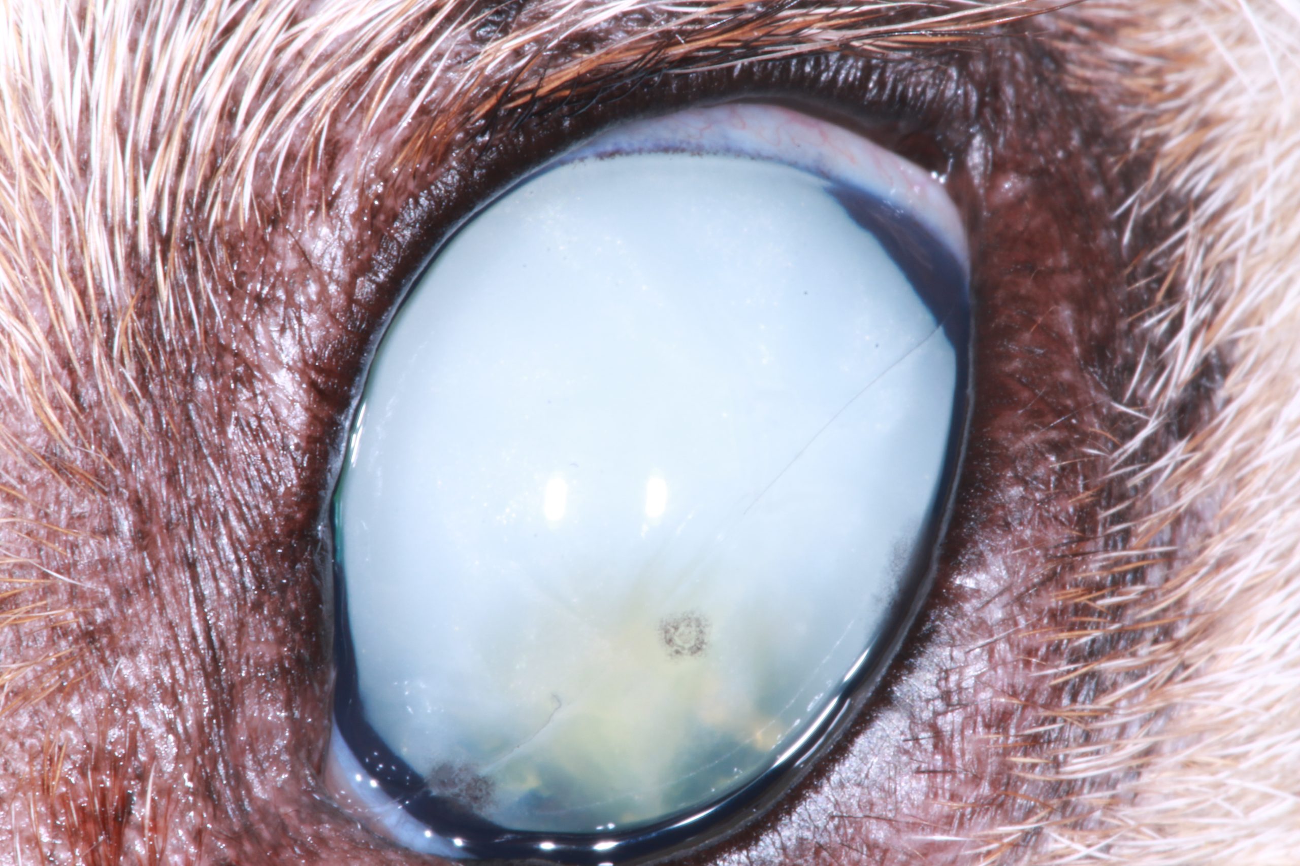 Cataracte hypermûre | Vision Animale