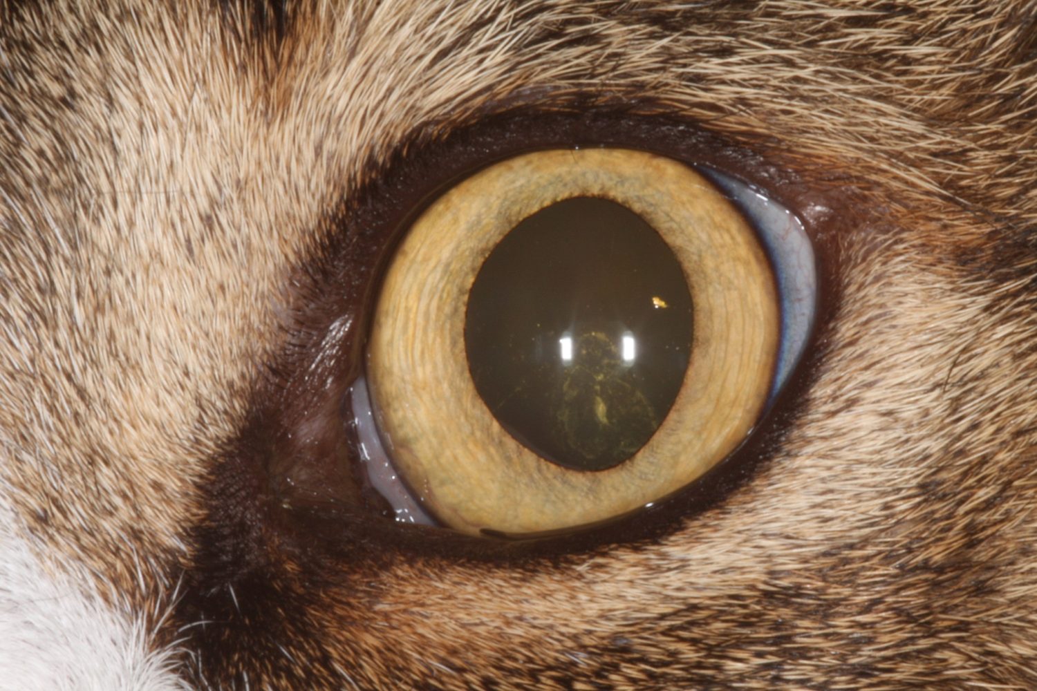 Anisocorie chez un chat atteint de Leucose Vision Animale — free download