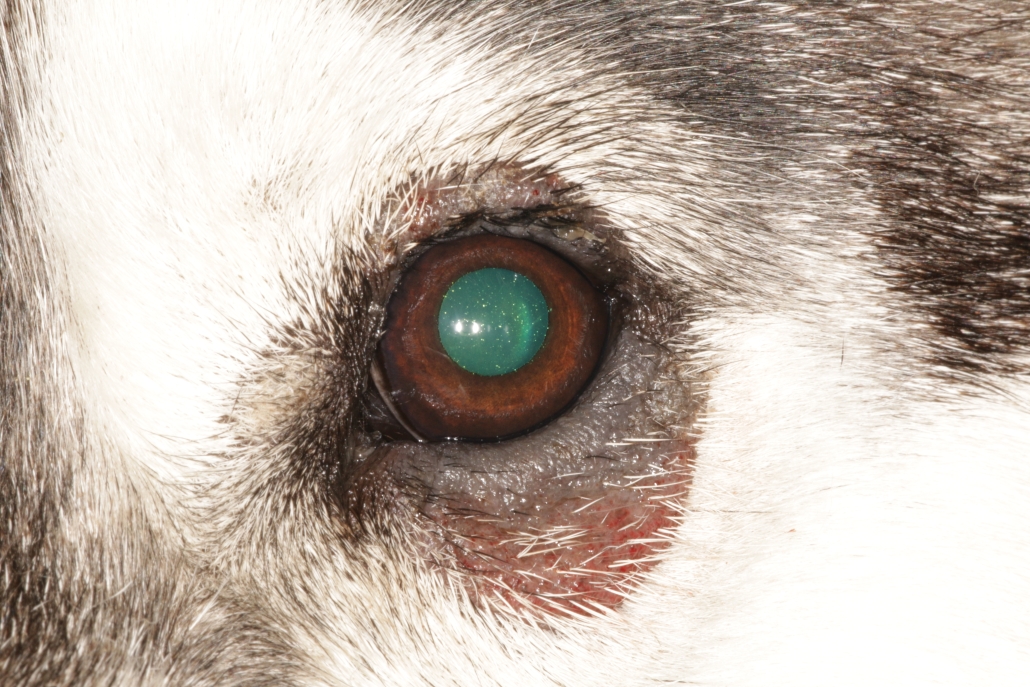 Blepherit Blépharites | Vision Animale