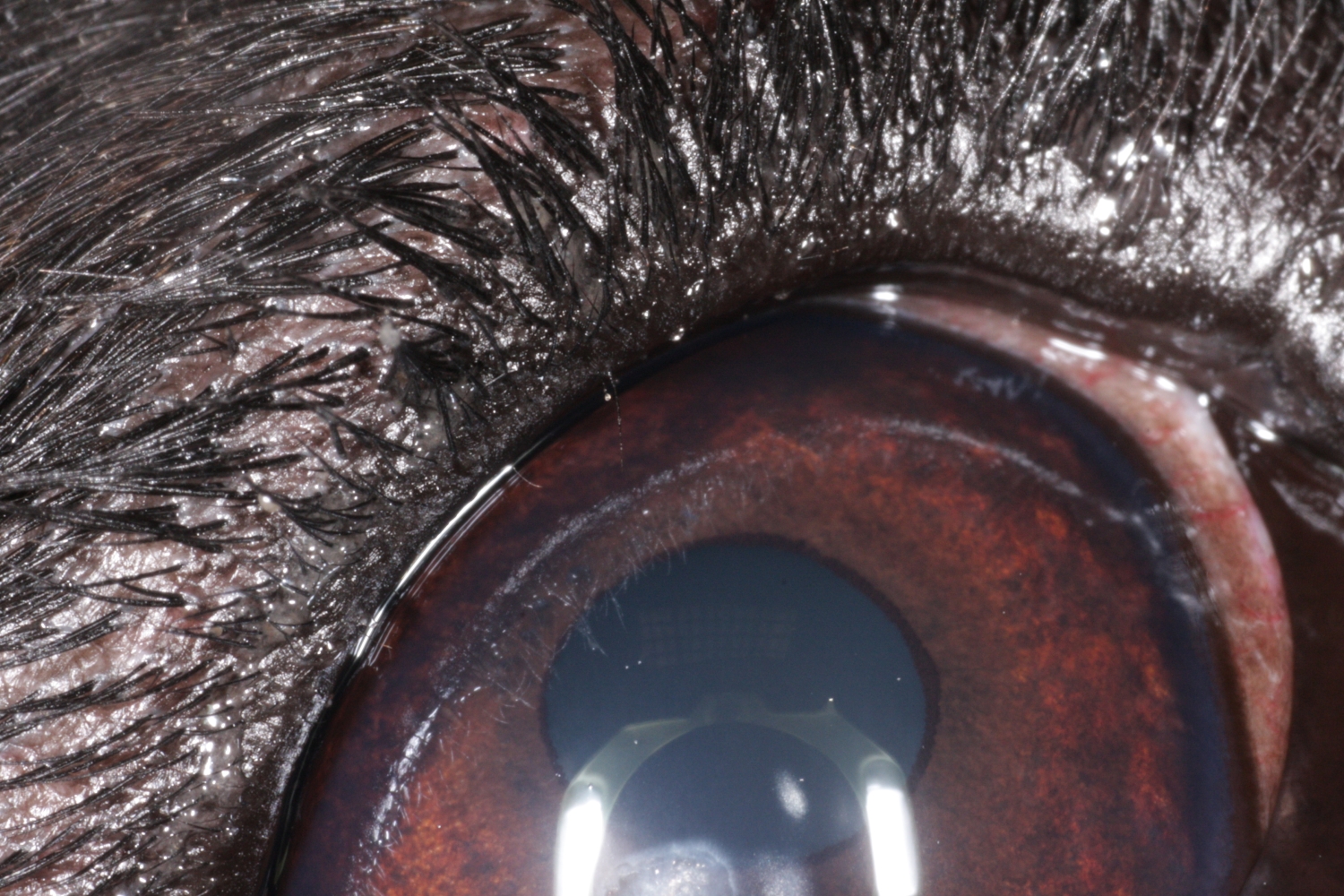 Distrachiasis Distichiasis | Vision Animale