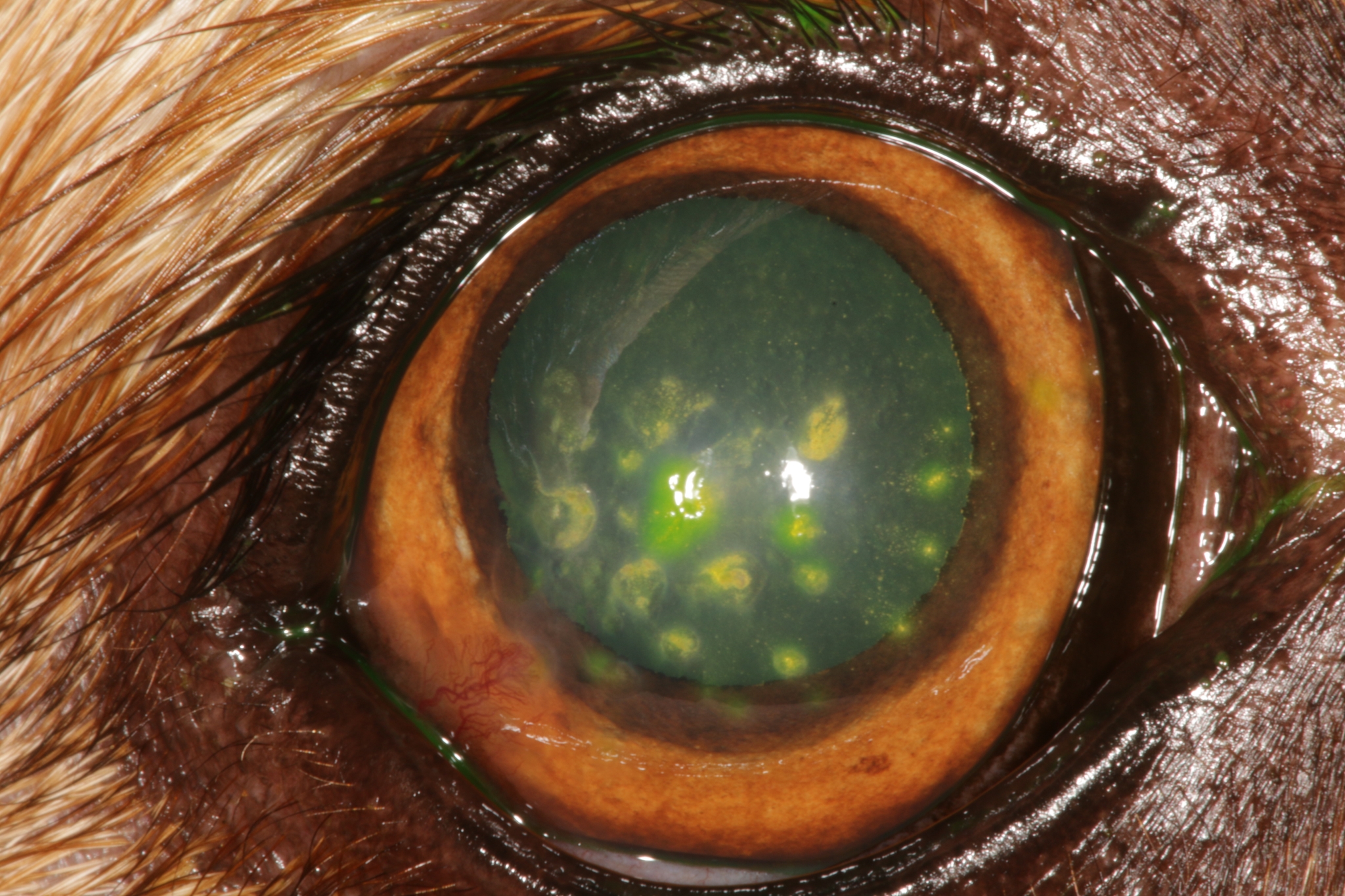 Sclère et cornée Vision Animale — free download